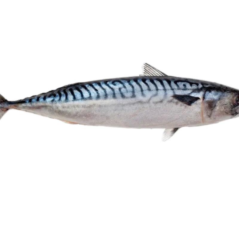 TITUS Mackerel Box - Premium Seafood for a Healthy Diet Protein 0