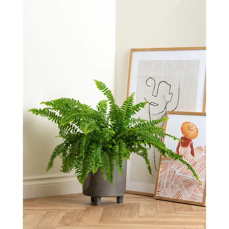 Boston Fern 2