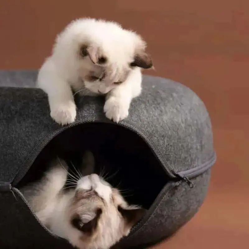 2-in-1 Donut Cat Bed Tunnel Toy – Dual-Use Felt Pet House & Play Tunnel | Scratch-Resistant, Removable & Easy to Clean 2