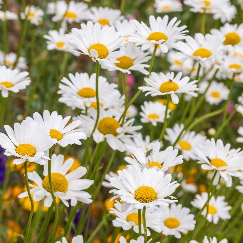 Product Introduction of Ox eye Daisy   seeds by johnsons. A tradition British sign of Summer 6