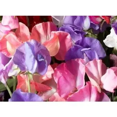 PREMIER SEEDS DIRECT - Sweet Pea - Spencer Mix - 100 Finest Seeds 2