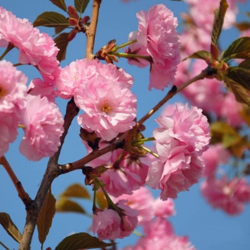 10pcs Japanese Tear Flower Cherry seed, Rare Garden Japanese Tear Flower Cherry Blossom High Growth Tree Cold1Resistant Seeds High Quality American Ready1Made Christmas Gifts1fresh seeds 1 limited supply 1 precious variety high quality 6