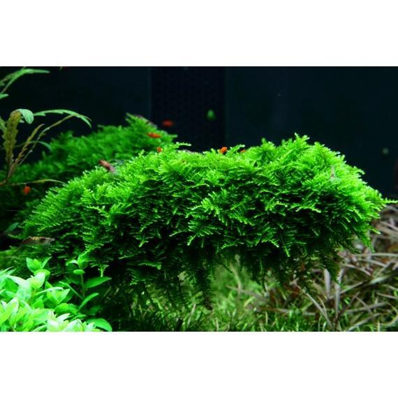 Easy Plant Pack 6