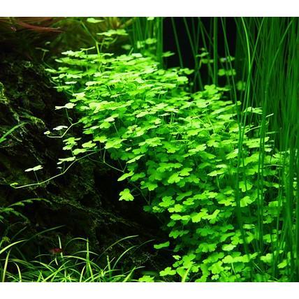 Easy Plant Pack 2