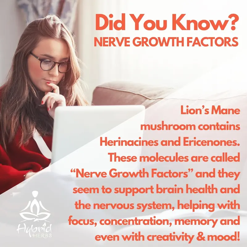 HYBRID HERBS – Organic Lions Mane Mushroom Powder 10X Strength - Nootropic Brain Supplement for Focus Memory & Concentration | Lion’s Mane HIGH Potency 10:1 Extract - 56 Serving (56g) 5