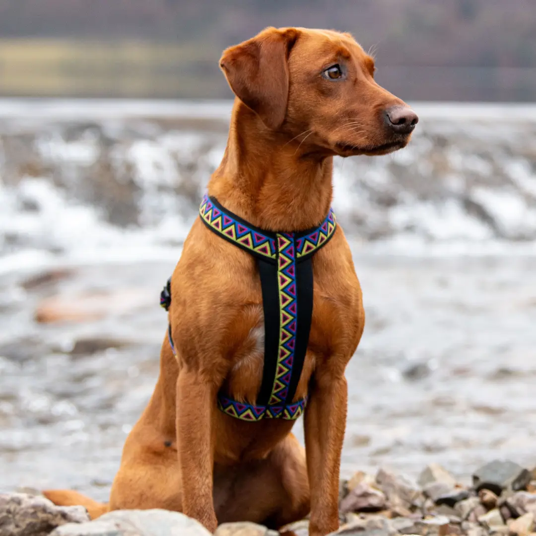 Neerdog Go-Cee-Y Harness - Cosmos