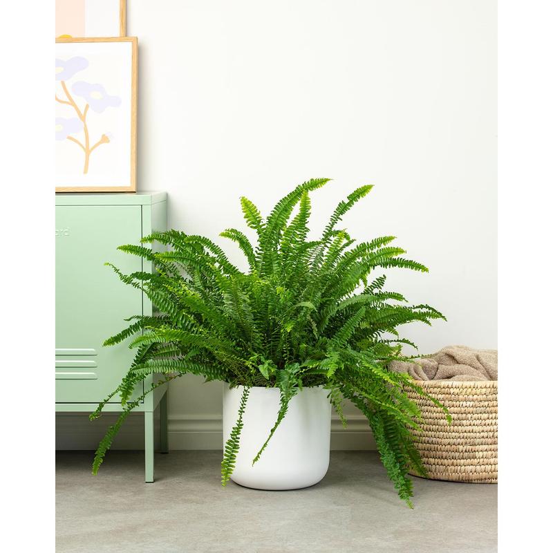 Boston Fern 5