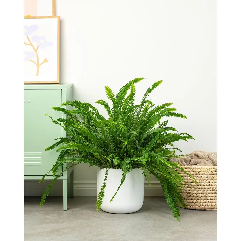 Boston Fern 5