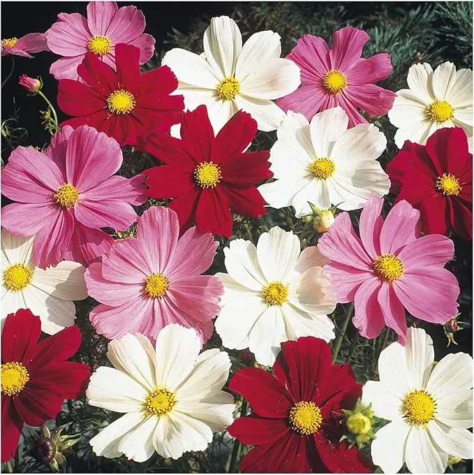 Cosmos - Dwarf Mix - 300 Flower Seeds - Cosmos BIPINNATUS 0