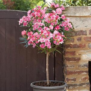 Oleander Standards Pair, 95-115cm Tall Trees, Variegated Pink, 2 x 18cm Pots