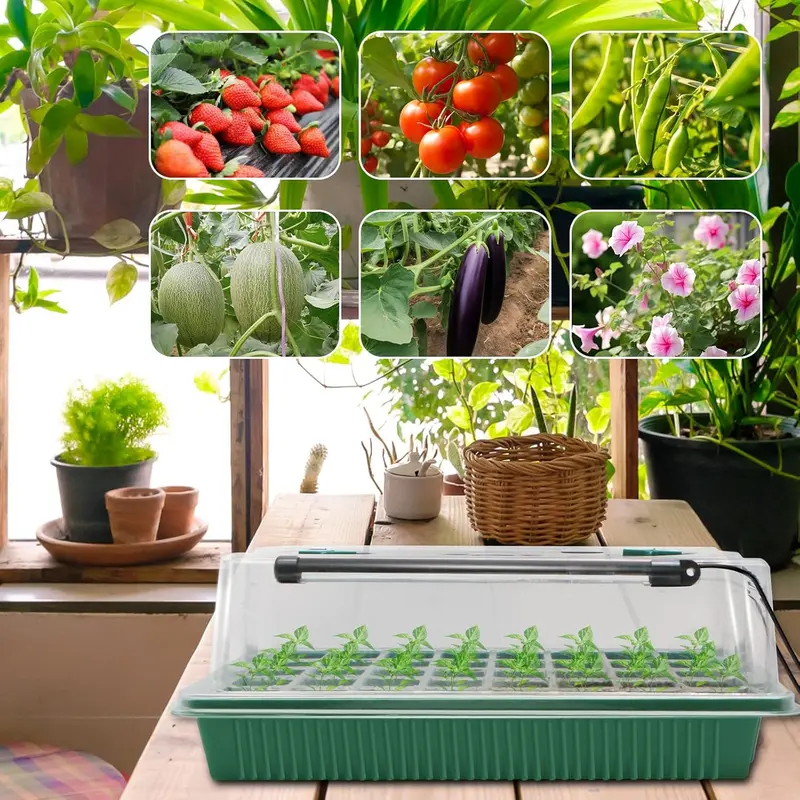 MQFORU Seed Trays with Grow Light, 2 Pack 80 Cells Growing Trays Propagator Growing Thicken Seedling Starter Adjustable Brightness & 3 Modes,Greenhouse Grow Plant Seed, Seed Germination Kit for Indoor 5