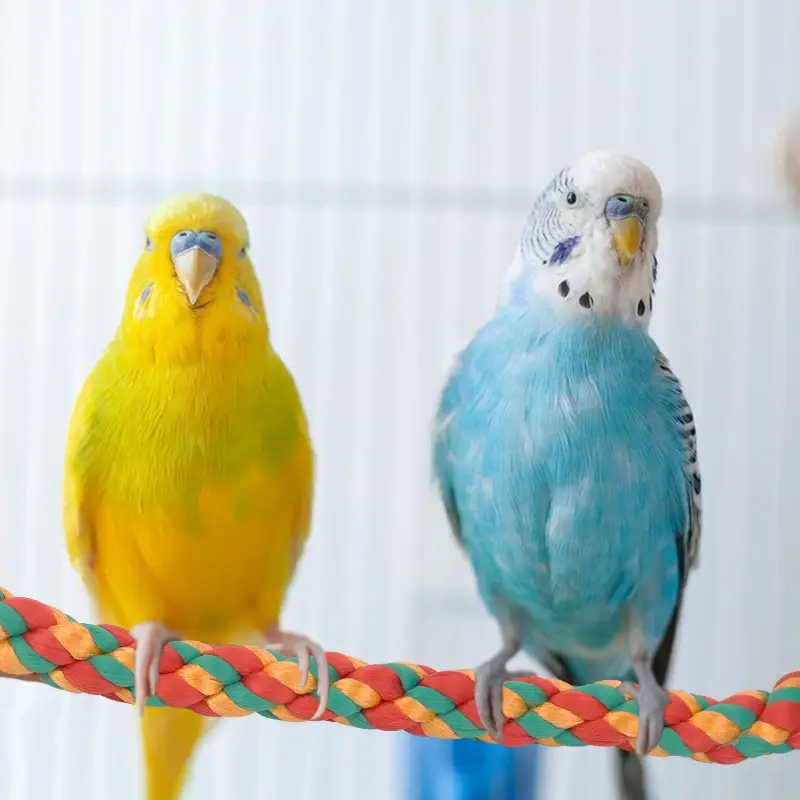 Bird Bite Toy Multi-color Parrot Standing Woven Rope Toy  Bird Chew Toy Bendable Pet Parrot Standing Perches  For Parakeet 3