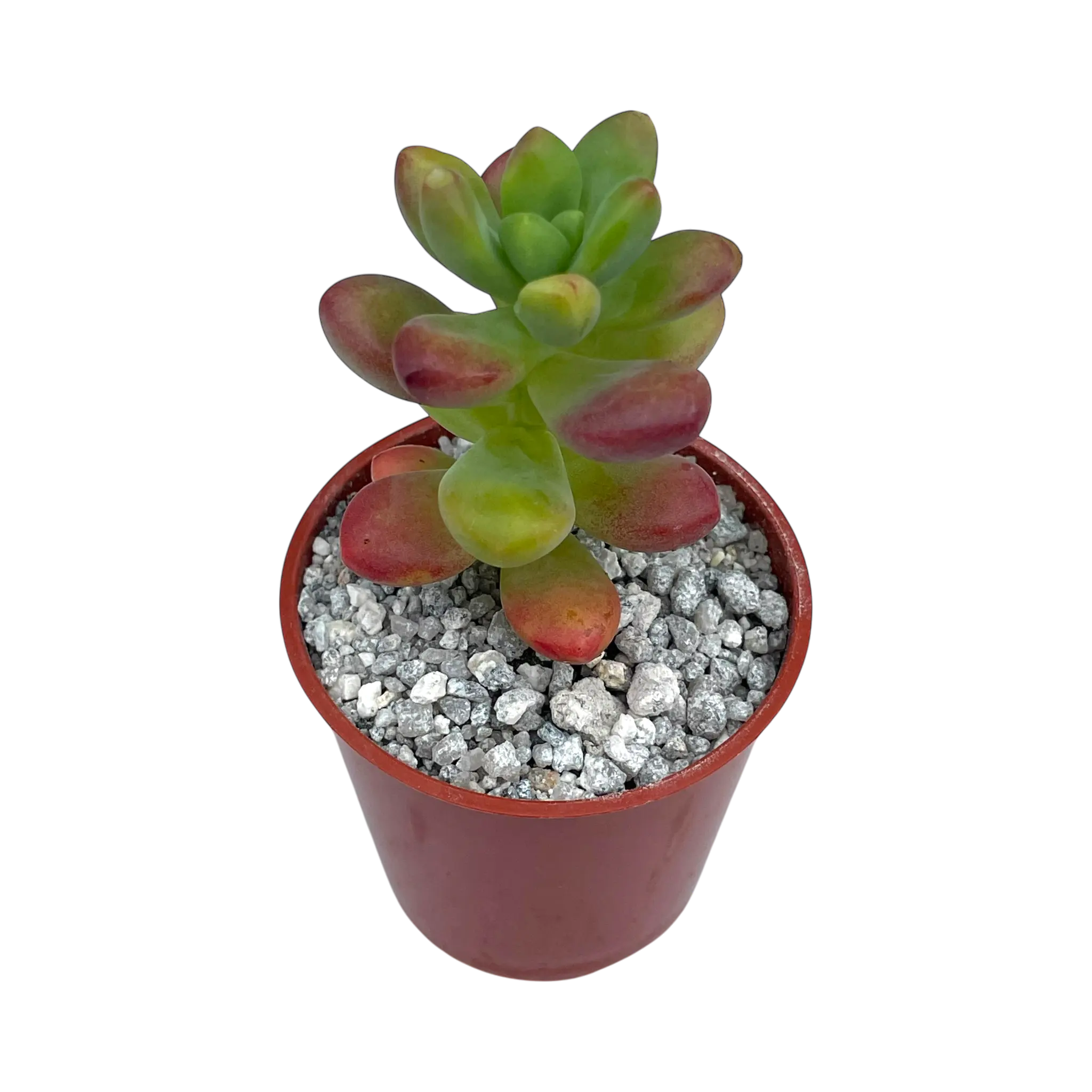 Sedum 'Sandra Mottram'  - A Stunning Plant for Your Garden
