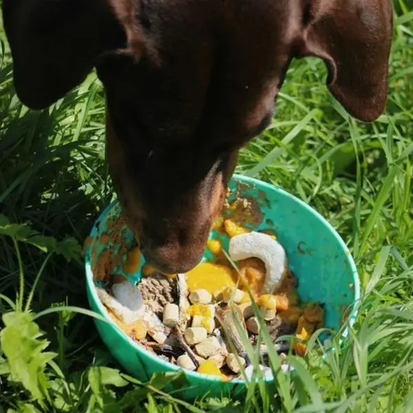 Orva - Wobble Slow feeder/ Enrichment Bowl - For dogs
