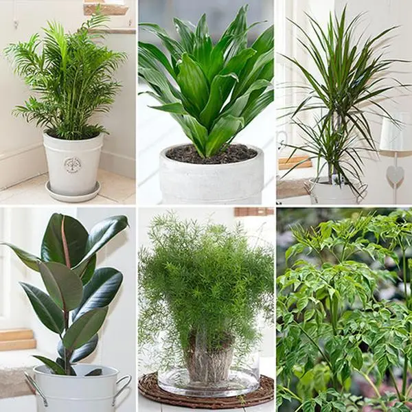 Houseplant Mix Collection, 6 x 12cm Pots 0
