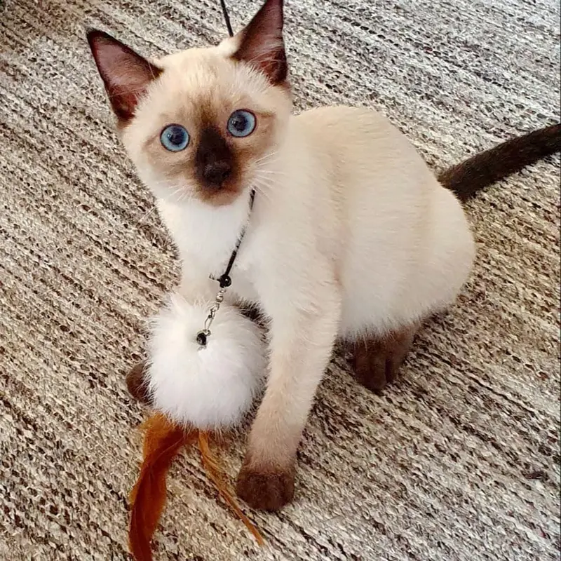 Cat Toys, Cat Feather Toys, Interactive Cat Teasers Wand Toys 6Pcs, Cat Toys for Indoor Cats Adult Kitten 2