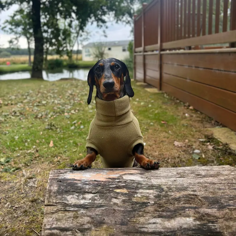 Dachshund Essentials Rollneck Jumper - Dachshund Jumper - Sausage Dog Rollneck Jumper 8