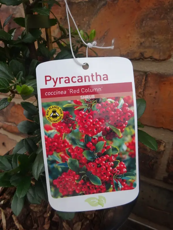 Large Pyracantha Firethorn 'Red Column' Hardy Evergreen Approx 1 metre Tall 3 Litre Pot - RHS Plants for Pollinators 4