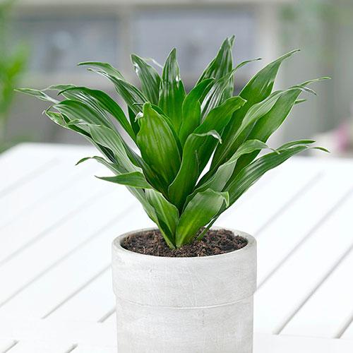Houseplant Mix Collection, 6 x 12cm Pots 2