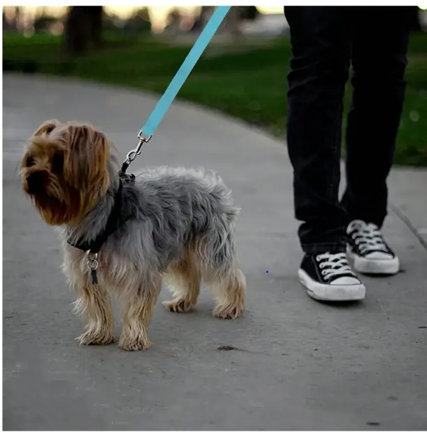 1pc Pet Car Safety Belt, Dog Cat Car Leash, Retractable Backseat Pet Tether, Keep Your Dog Safer! Dog Outing Dog Stuff 4