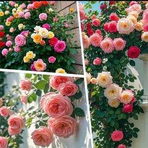 500Pcs  Mixed-color Climbing Rose Rosa Bush Vine Climber Fragrant Butterfly Flower Seeds