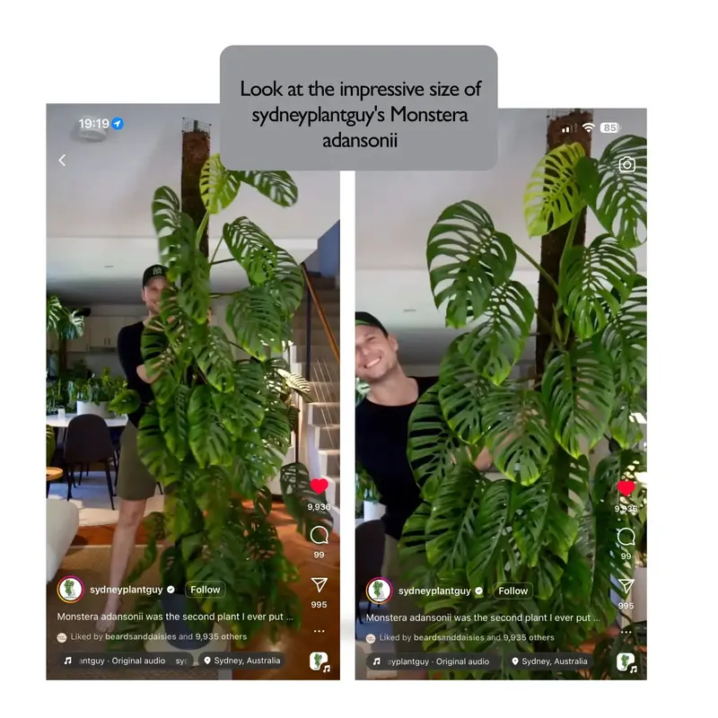 Monstera adansonii - Monkey Mask 6