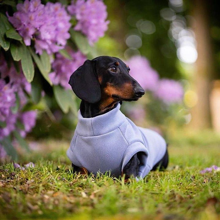 Dachshund Fleece Powder Blue 2