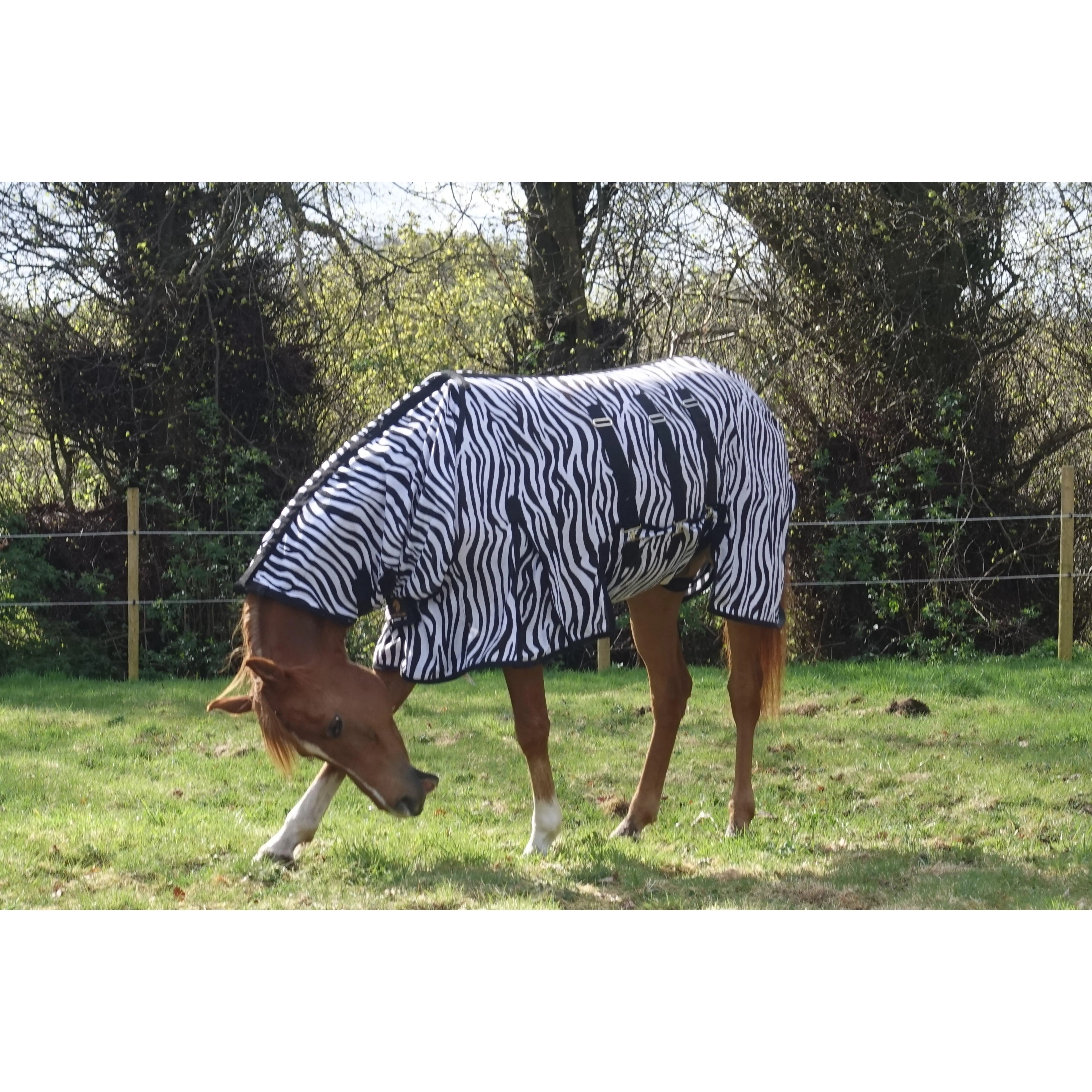 Zebra Print FLY rug