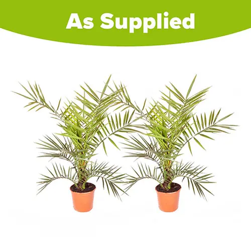 Pair of Hardy Phoenix Palm Trees, 55-75cm Tall in 15cm Pots 8