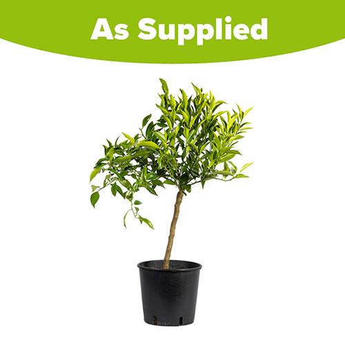 Citrus 'Mandarin' Tree in 4 Litre Pot 4