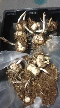 Product Review of Majestic Lily Collection Set of 10 Bulbs, Size 14/16, Ready for Planting from i**a 0