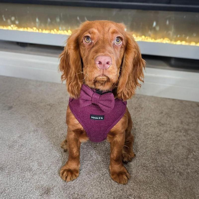 Wild Plum Tweed Herringbone Dog Bow Tie 5