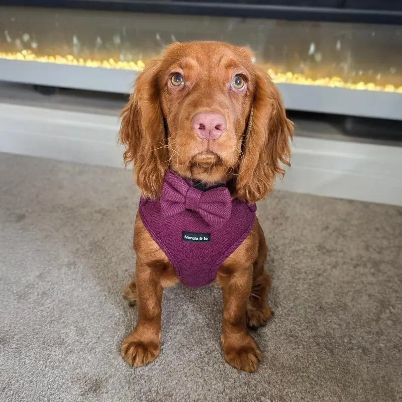 Wild Plum Tweed Herringbone Dog Bow Tie 5