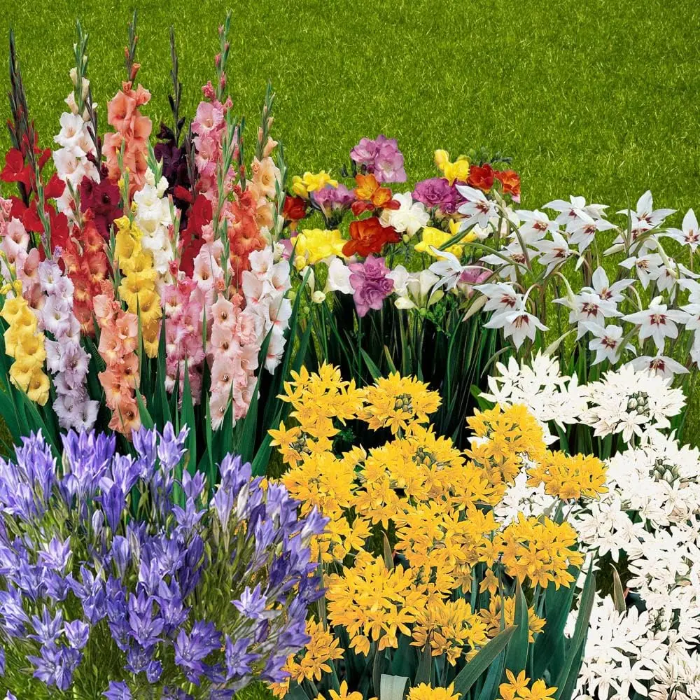 You Garden - Summer Flowering Bulb Mixed Pack, 300 Bulbs, 7 Varieties for Summer Long Colour, Bulk Buy Collection
