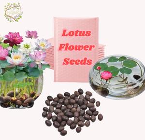 【Halloween Sale】Lotus Flower Seeds - Grow Your Own Serene Water - 20 Seeds