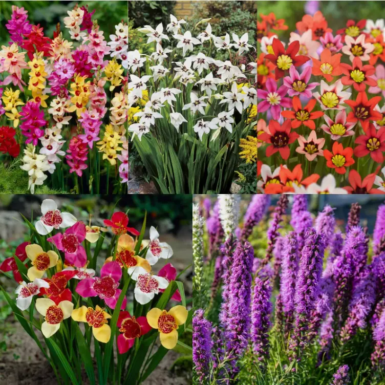 Summer Bulb Colour Festival 100 Mix - Multi Summer Flower Herbaceous Perennials for Garden