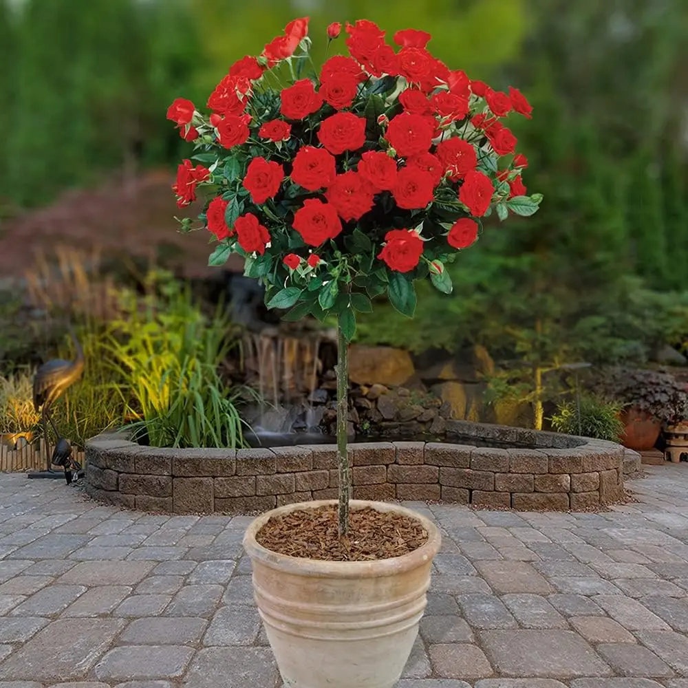 x 2 Red Rose Bushes 60cm Tall. Bare Root Rose Bushes for Outdoor. Ready to Plant Roses. Disease Resistant Easy to Grow Outdoor Plants for Gardens Patio Plants