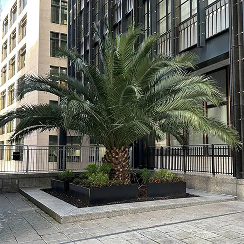 Pair of Hardy Phoenix Palm Trees, 55-75cm Tall in 15cm Pots 7