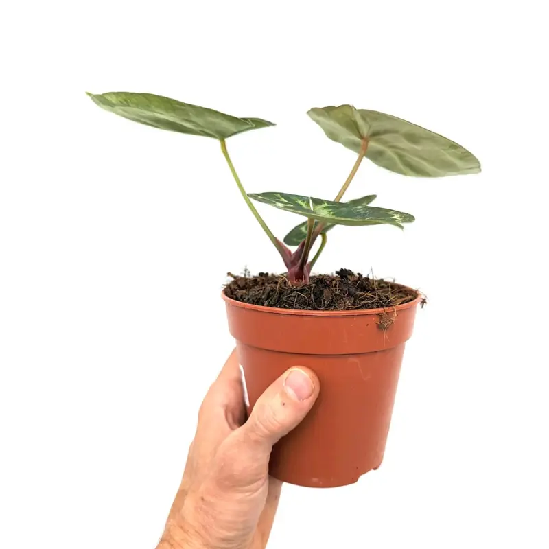 Anthurium crystallinium 5