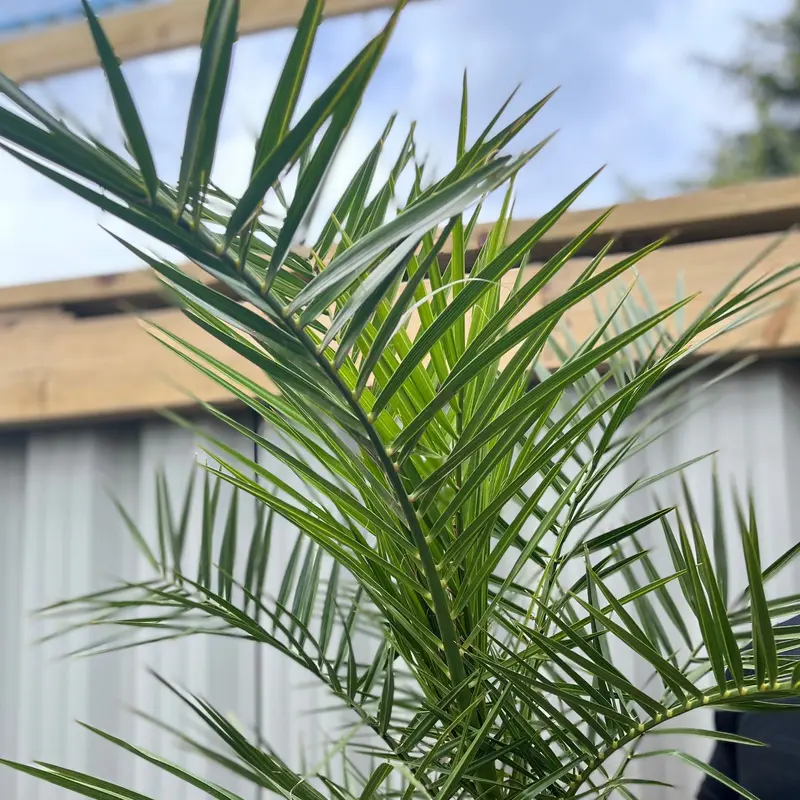 One Click Plants | Phoenix Palm | Phoenix canariensis 'Canary Island Date Palm' 60-70cm 3