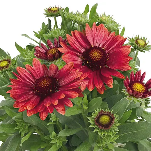 3 x Gaillardia 'Arizona Red Shades' Flowering Shrubs in a 9cm Pots 1