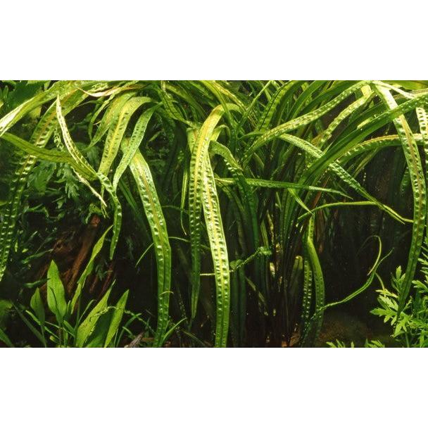 Easy Plant Pack 3