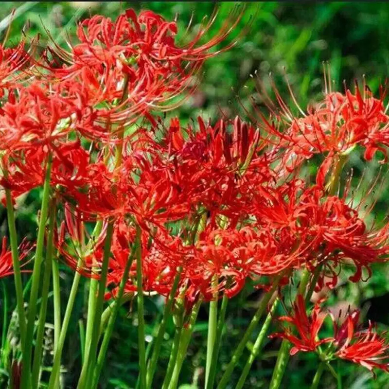 30/60/90/120 Seeds Start Your Water Garden With Hand - 10X Red Spider Lily Seeds Lycoris Radiata Flower Garden Plant Decoration Seed - Picked Lotus Seeds and Aquatic Plants UK HOT 8