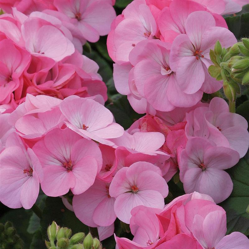 Geranium Plants Pink - 6 Pack Bedding Plants 2
