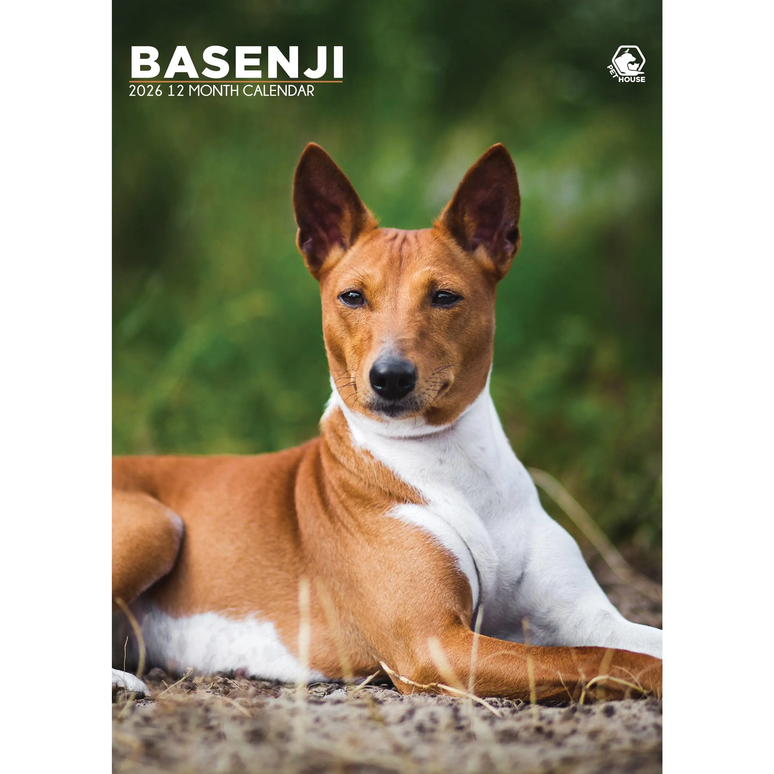 Basenji Calendar 2026 – A Year of Elegance, Intelligence, and Quirky Charm