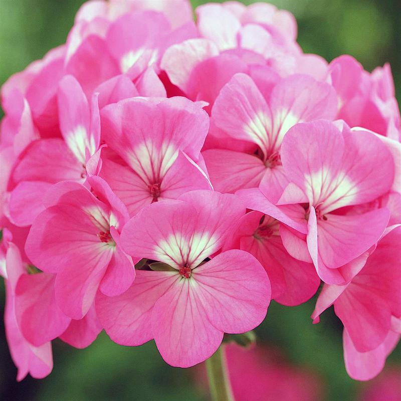 Geranium Plants Pink - 6 Pack Bedding Plants 0