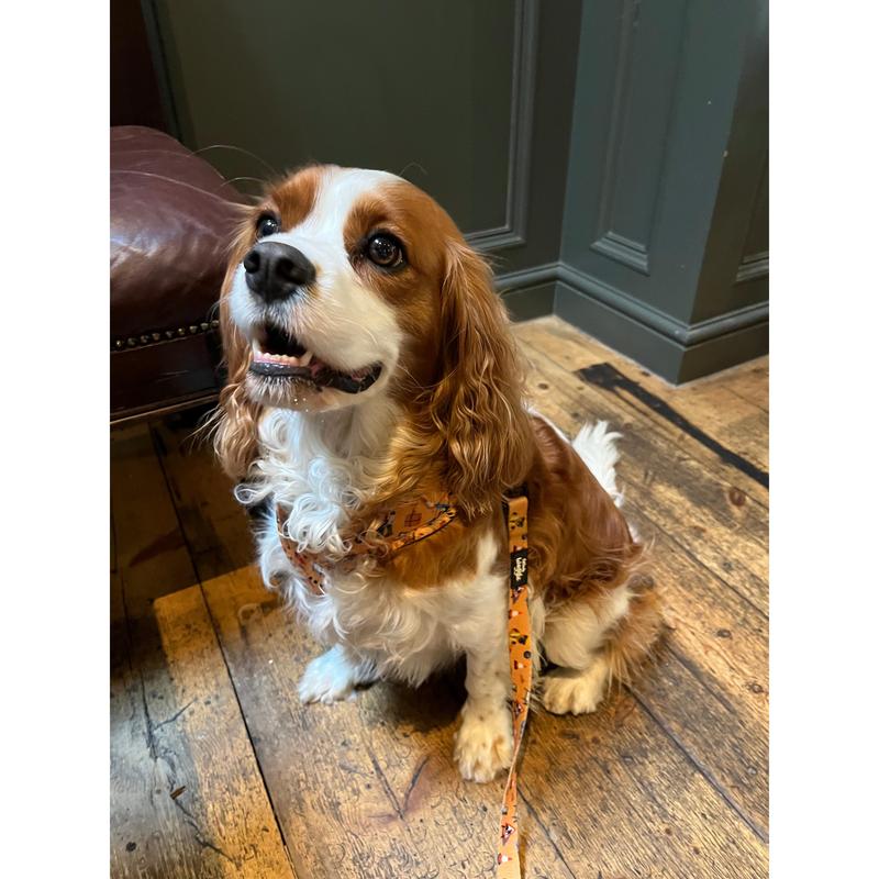 Dogs at Work - Lead 3