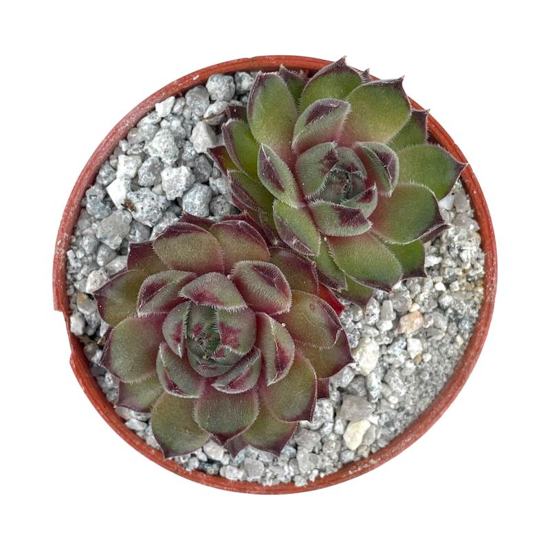 Sempervivum 'Seminole' 3