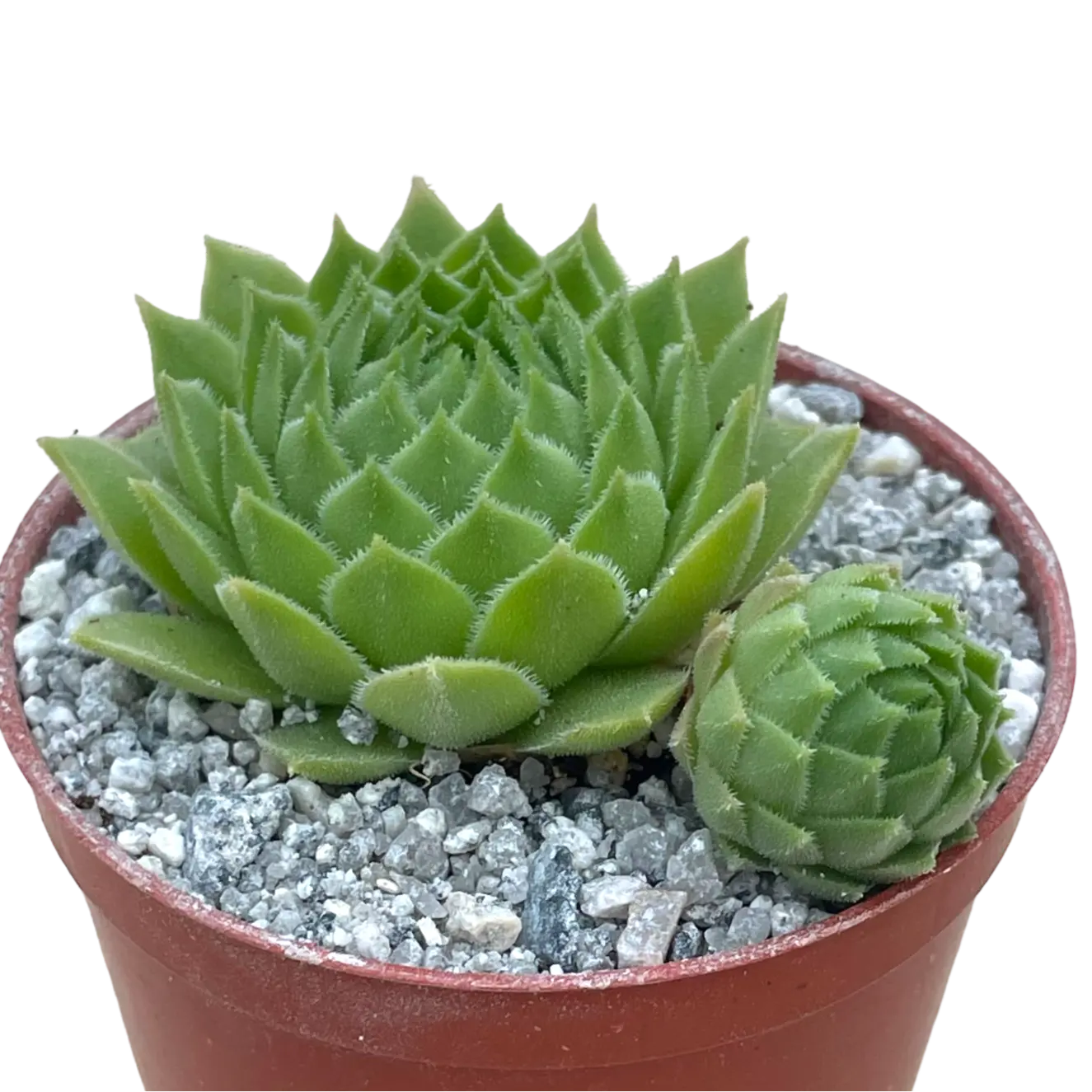 Sempervivum cantabricum