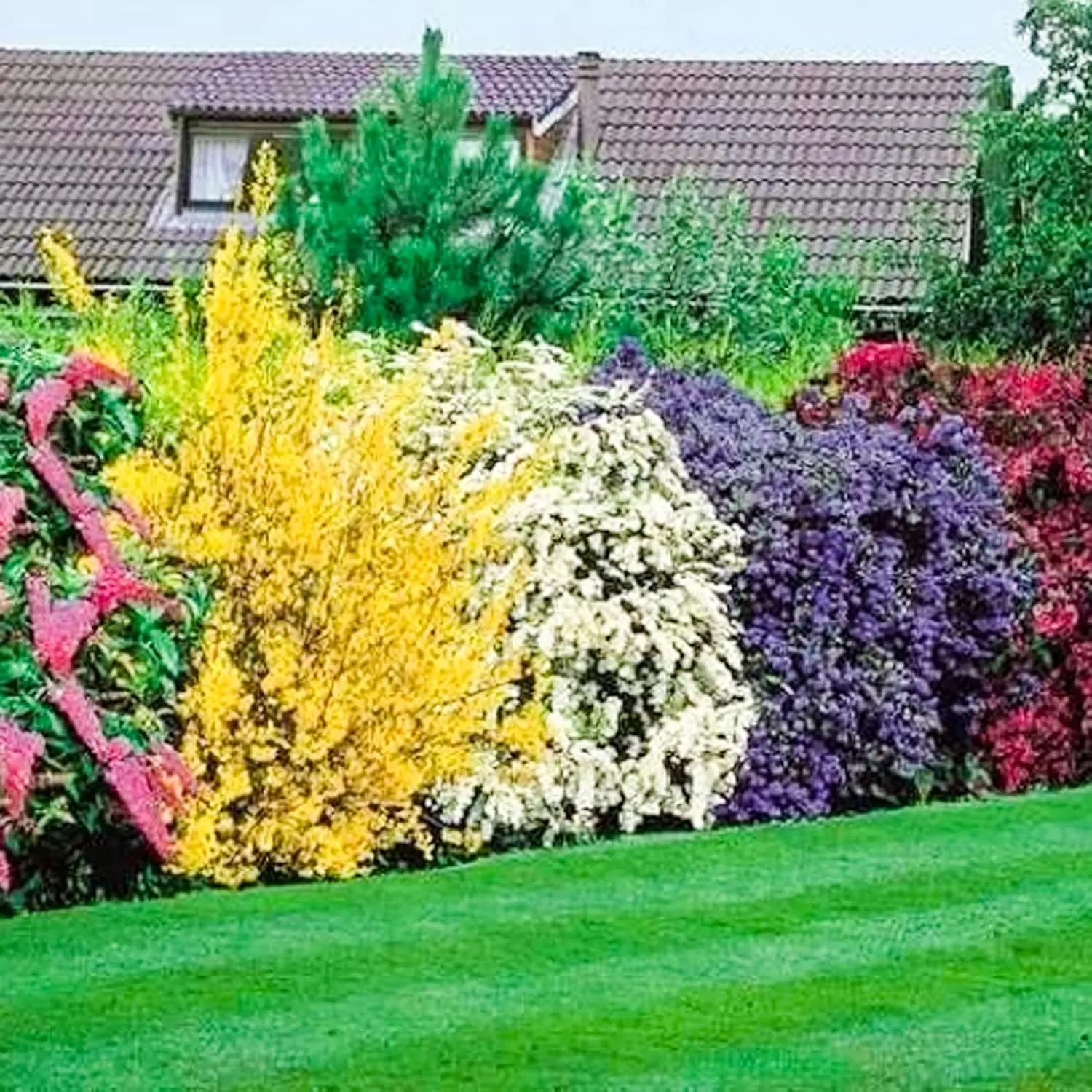 GardenersDream - 5 x Flowering Shrub Plants Mix – Year Round Colour & Hardy Outdoor Garden Plants - Stunning Varieties Evergreen Shrubs for Low Maintenance Landscaping (9cm Pot, 15-30cm Height)